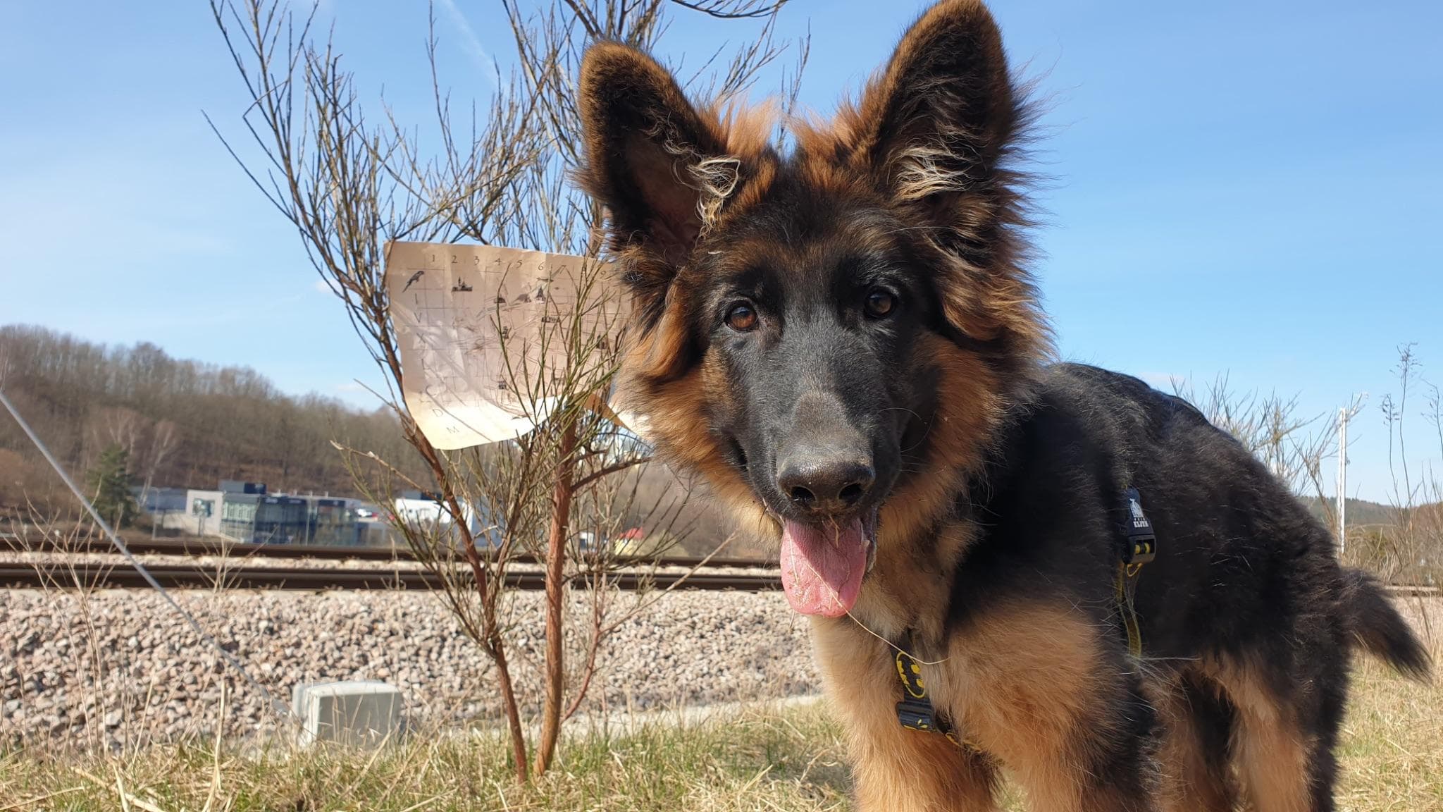 Owczarek niemiecki na spacerze - gra miejska z psem
