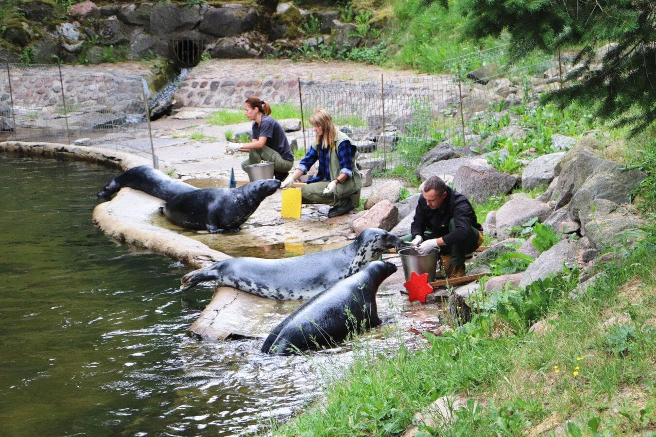 Karmienie fok w ZOO Oliwa w Gdansku